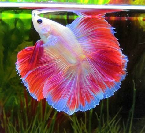 imported premium grade male betta fish|Live Betta Fish .